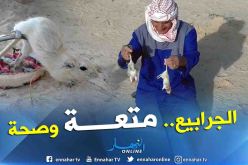 بالفيديو.. صيد “الجرودة البرية” بين المتعة والصحة بصحاري الوادي 