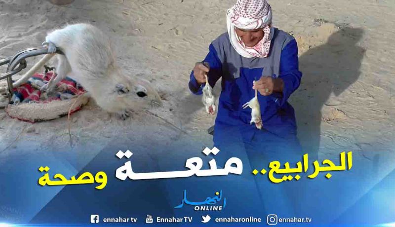بالفيديو.. صيد “الجرودة البرية” بين المتعة والصحة بصحاري الوادي 