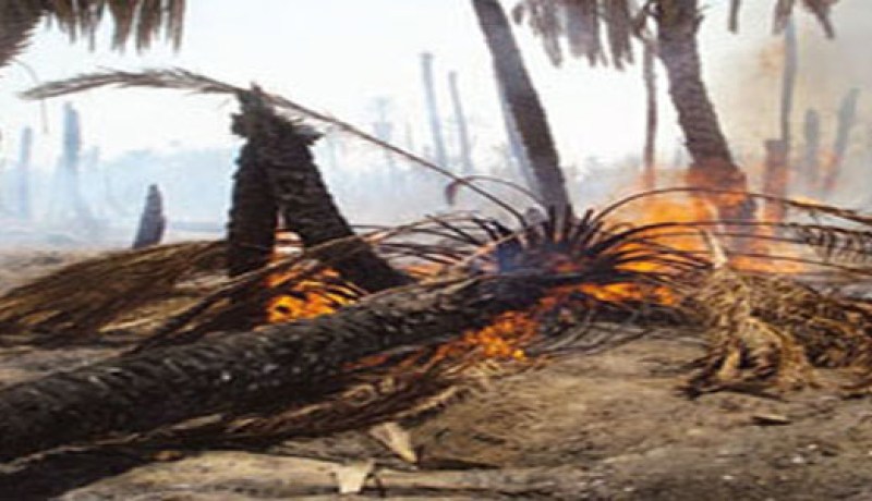 حريق بغابة نخيل بقرية البرقجية في الوادي