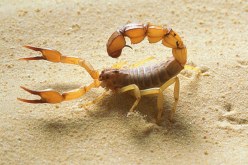 حصيلة2016.. 7 وفيات بالتسمم العقربي في ورقلة