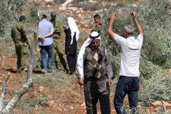 مستوطنون اسرائيليون يقطعون عشارت أشجار الزيتون جنوب الخليل