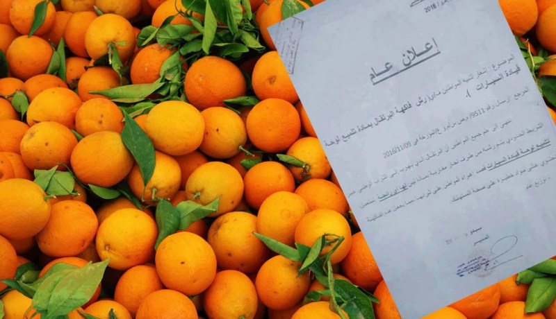 برتقال مغربي ملمع بمواد كيماوية خطيرة في الأسواق الجزائرية