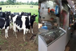 مستوردو اللحوم المجمّدة وراء إشاعة الحمى القلاعية