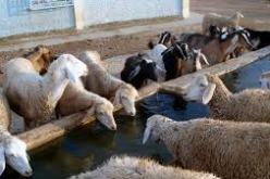 غلق أسواق الماشية عبر ولاية سطيف بسبب تأكيد إصابات الحمى القلاعية ببئر العرش