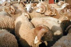 وضع حد لنشاط جمعية أشرار مختصة في سرقة المواشي بالجلفة