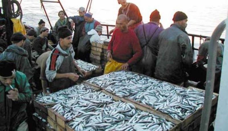 مافيا الصيد تسيطر على سوق السمك