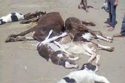 تسجيل 24 حالة إصابة جديدة بداء الحمى القلاعية في سكيكدة