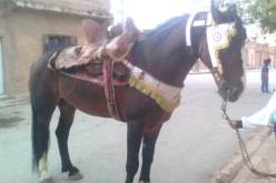 مصرع عجوز رفسها حصان بالونزة في تبسة