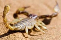 تسجيل 1100 حالة تسمم عقربي خلال السنة الجارية في أدرار