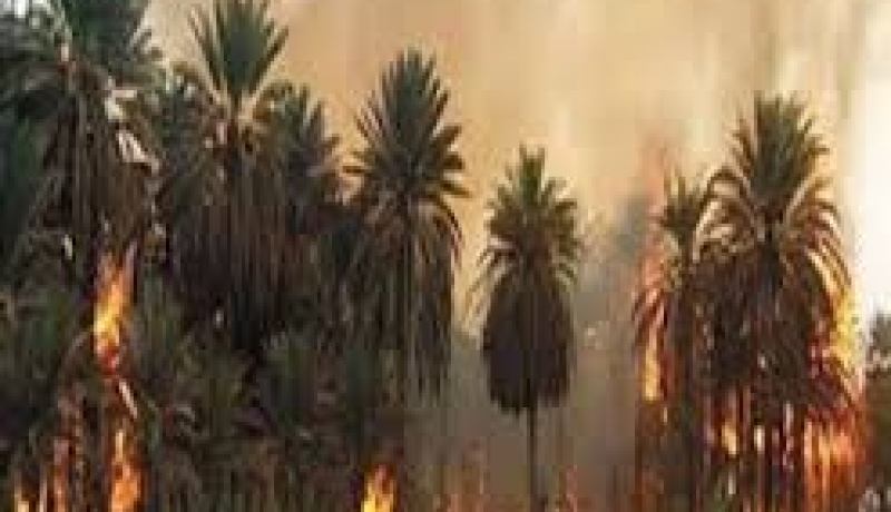 الحرائق تتلف 107 نخلات بواحة البرانيس في بسكرة