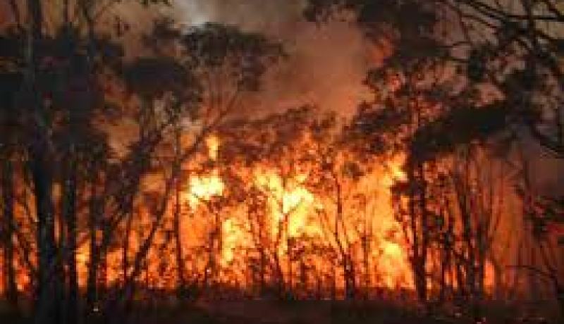 تضرر 8 هكتارات من أشجار الصنوبر الحلبي جراء حريق بعين تموشنت