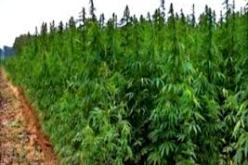 حجز أكثر من 146 طن من القنب الهندي خلال الأشهر التسعة الأولى لسنة 2014