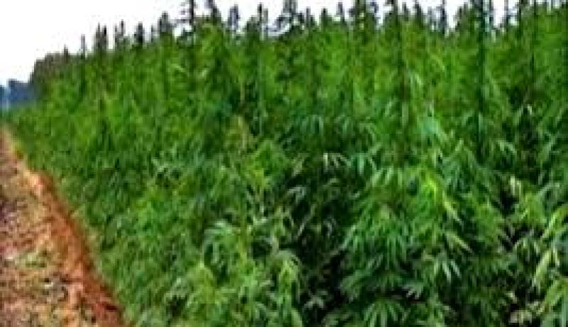 حجز أكثر من 146 طن من القنب الهندي خلال الأشهر التسعة الأولى لسنة 2014