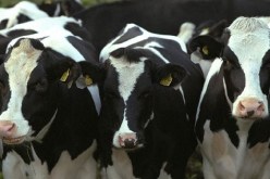 وزارة الفلاحـــة ترفــع حظـــر استيــــراد الأبقـــــار مــــن الخـــــارج