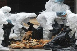 تزايد حالات الإصابة بإنفلونزا الطيور في فيتنام