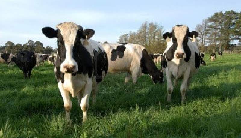 مشروع شراكة بين الجزائر و بريطانيا لتربية الأبقار