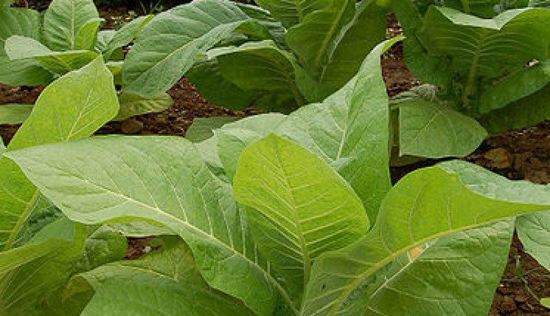 حجز 12.47 قنطارا من نبتة التبغ بعين تموشنت