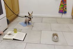 بالفيديو طريقة مبتكرة لإستغلال كلب للمساعدة في تحضير الطعام