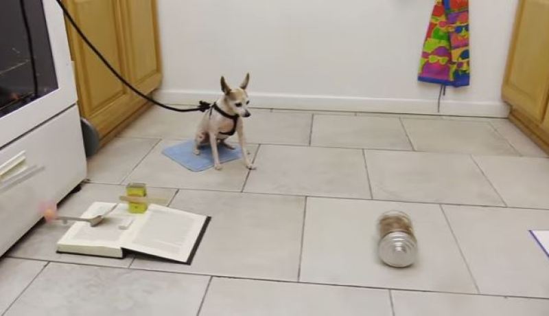 بالفيديو طريقة مبتكرة لإستغلال كلب للمساعدة في تحضير الطعام