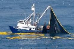 تسجيل أكثر من 50 مخالفة في موانئ الصيد بالعاصمة خلال 2013