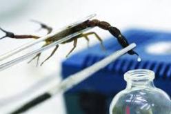 أربع وفيات بالتسمم العقربي في النعامة خلال التسعة أشهر الأولى من 2014