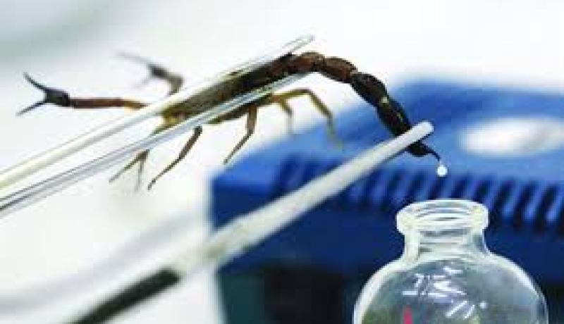 أربع وفيات بالتسمم العقربي في النعامة خلال التسعة أشهر الأولى من 2014