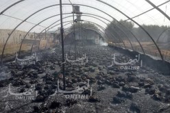 بالصور والفيديو.. احتراق 12 ألف طير و2000 ربطة تبن بسيدي بلعباس