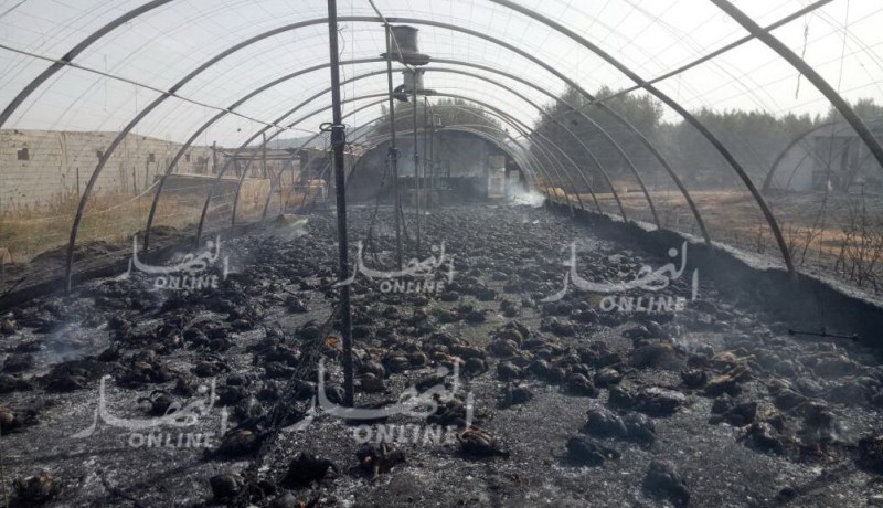 بالصور والفيديو.. احتراق 12 ألف طير و2000 ربطة تبن بسيدي بلعباس