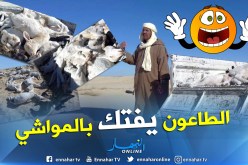 بالفيديو والصور..نفوق مئات المواشي وتأخر نتائج التحاليل المخبرية تعيق القضاء على الوباء بالوادي