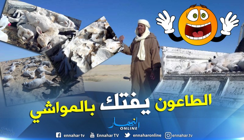 بالفيديو والصور..نفوق مئات المواشي وتأخر نتائج التحاليل المخبرية تعيق القضاء على الوباء بالوادي