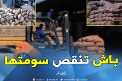 إخراج قرابة 100 ألف طن من البطاطا خلال 10 أيام