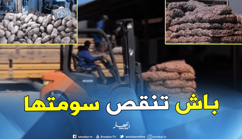 إخراج قرابة 100 ألف طن من البطاطا خلال 10 أيام