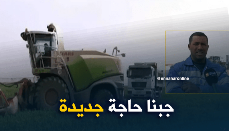 فلاحو أدرار ينتجون الذرة الصفراء و علف السيلاج
