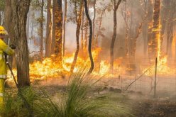 قتيلان ونفوق آلاف الحيوانات بسبب الحرائق  في أستراليا