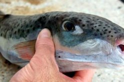 العثور على السمك الأرنب بالجهة الشرقية لساحل مستغانم