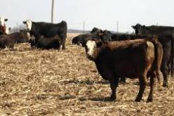 لجنة قضائية في خنشلة تتابع المتورطين في الذبح والنقل غير المرخص للماشية وعملية التلقيح تنطلق الخميس