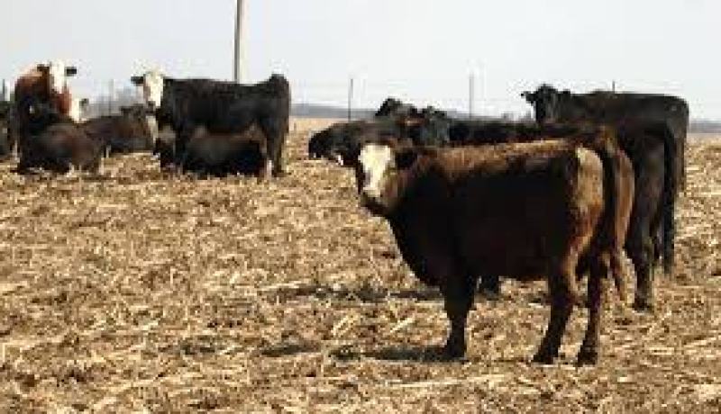 لجنة قضائية في خنشلة تتابع المتورطين في الذبح والنقل غير المرخص للماشية وعملية التلقيح تنطلق الخميس