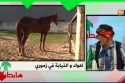 بالفيديو …الشيخ النوي يكشف عن مئات الملايير المنهوبة بميدان سباق الخيل بزموري