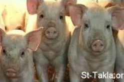 احتمال نقل مرض الحمى القلاعية الى الأبقار بوهران عن طريق الخنزير البري