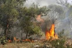 الحرائق تتلف 15 هكتارا من الأدغال بغابة كاف لكحل في قسنطينة