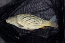 استزراع 300 ألف سمكة من نوع الشبوط الفضي بسد زيت العنبة بسكيكدة