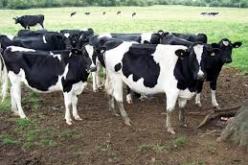 وزارة الفلاحة تعلن عن فتح أسواق الماشية  يوم 12 سبتمبر المقبل عبر التراب الوطني