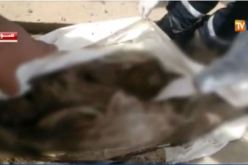 بالفيديو.. بتر يد ميت بغرض السحر والشعوذة في المسيلة