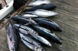 الجزائر ستستمر في الدفاع عن مصالحها إلى غاية استرجاع حصتها التاريخية من التونة