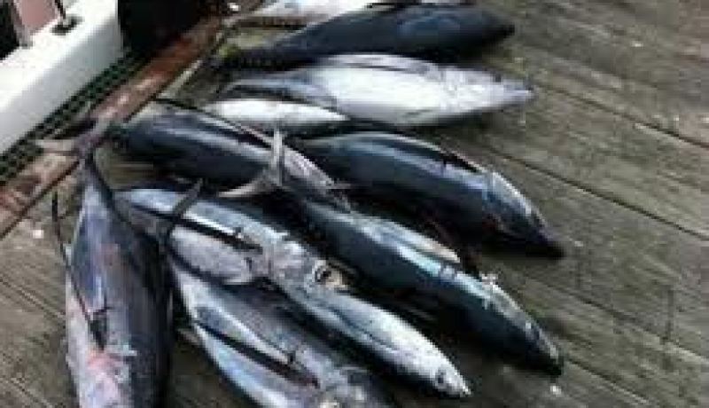 الجزائر ستستمر في الدفاع عن مصالحها إلى غاية استرجاع حصتها التاريخية من التونة