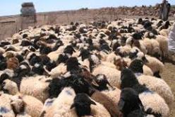 ضبط 21 رأسا من الغنم الغير المرخص للنقل في غيليزان