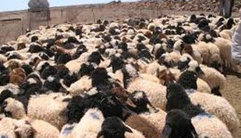 ضبط 21 رأسا من الغنم الغير المرخص للنقل في غيليزان