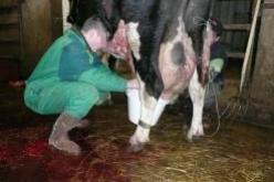 تسجيل 12 إصابة بداء الحمى المالطية “البريسيلوز” ببرج بوعريريج