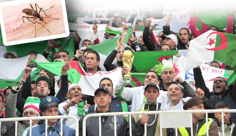 بعوضة «الدونغي» القاتلة تهدد أنصار «الخضر» في البرازيل
