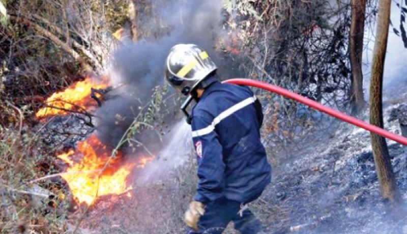 الحرائق تتلف 3 هكتارات من الغابات بالطارف